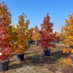 Ambrovník styraxový (Liquidambar styraciflua) - výška 280-300 cm, kont. C70L - VIACKMENNÝ